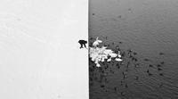 Donner à manger aux cygnes en hiver