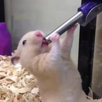 Deep Throat ?!