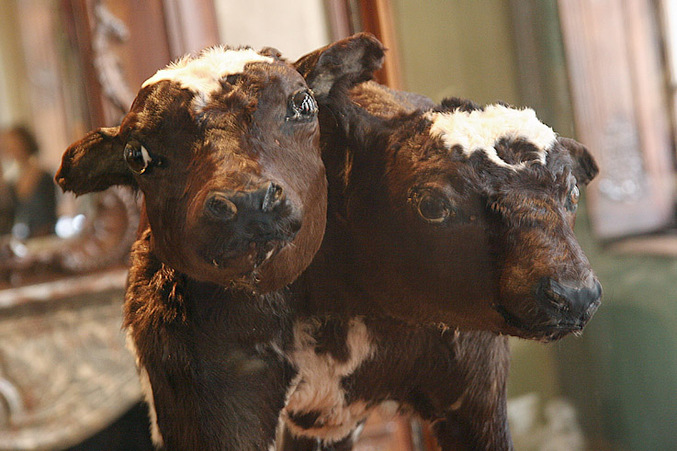 Un veau à deux têtes.