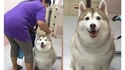 Kan tu laisses ton chien chez ta grand-mère