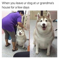 Kan tu laisses ton chien chez ta grand-mère