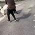 Quand un chien inconnu marche à côté de toi 