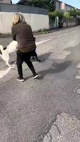Quand un chien inconnu marche à côté de toi 