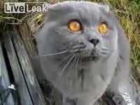 Chat russe