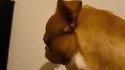 Evildog