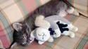 Catception