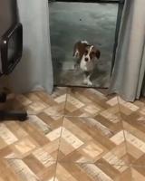 Chien errant mélomane 