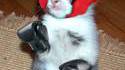 chat boxeur