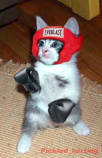 chat boxeur