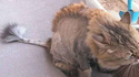 Chat à crête