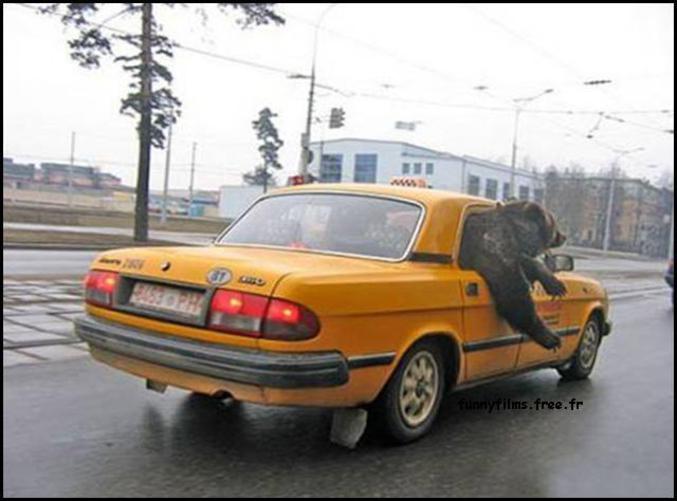 Un ours qui prend le taxi..