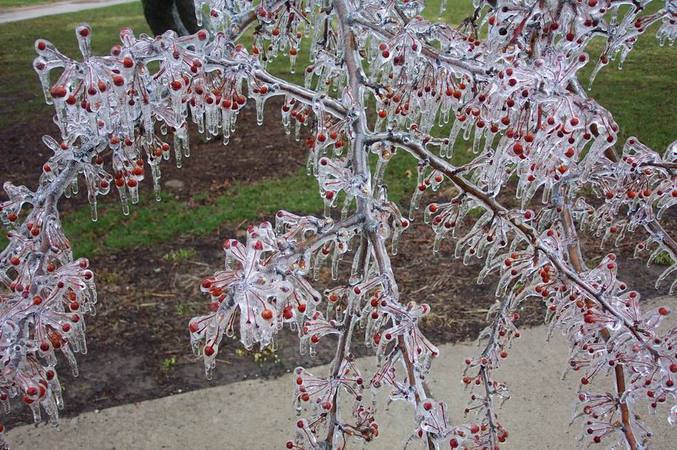 Un cerisier s'est fait surprendre par le gel, ce qui lui donne une apparence assez étrange.