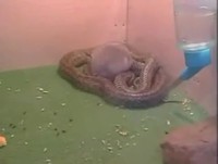Serpent & Hamster copains