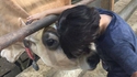 Une vache et sa nouvelle copine
