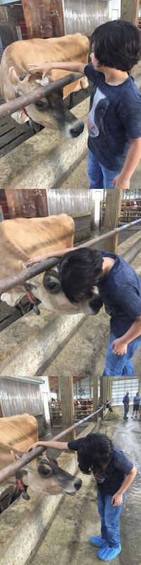 Une vache et sa nouvelle copine