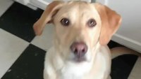 Un chien louche