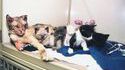 Une maman chat qui a traversé 5 fois les flammes pour sauver ses chatons