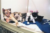 Une maman chat qui a traversé 5 fois les flammes pour sauver ses chatons