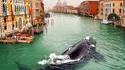 Venise cétacé.