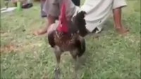 Coq rieur