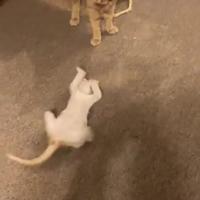 Renoncer à apprendre à son fils à se battre