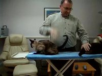 Slap a cat