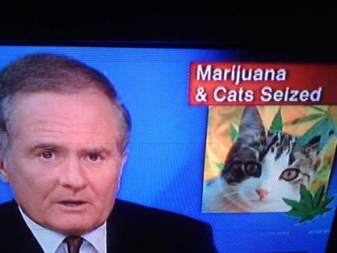 De la drogue et des chats.