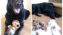 Un chien et son copain