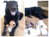 Un chien et son copain