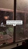 Les moustiques en Australie 