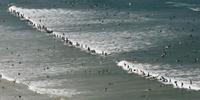 103 surfers