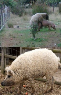 Amour contre-nature