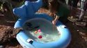Bébés loutres à la piscine