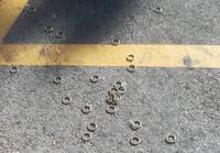 D'après mon expérience, il devrait y avoir un hérisson pas très loin