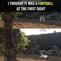 Un ballon ?