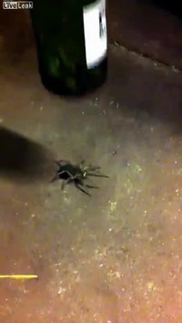 Une araignée peut en cacher une autre