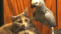 Perroquets vs Chats 