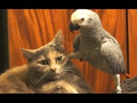 Perroquets vs Chats 