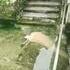un chien soluble...