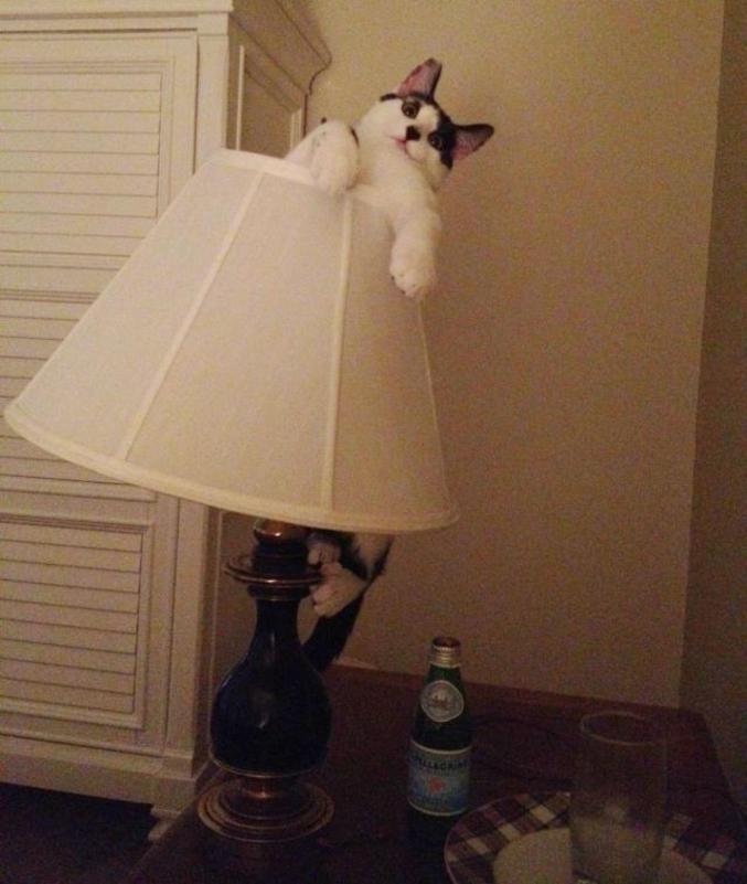 Light is made of cat.