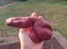 Une drôle de patate douce