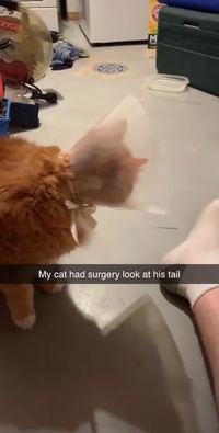 Avez-vous déjà vu un chat à la queue rasée ?