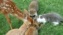 Repas entre amis