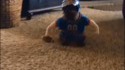 Déguisement pour chien