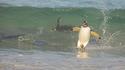 Pingouin surfeur