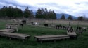 Manège à chèvres