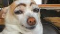 Sourcils de chien