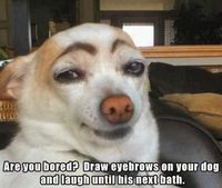 Sourcils de chien