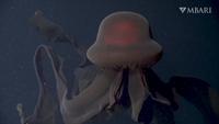 Une "méduse fantôme" géante qui piège ses proies avec des bras buccaux de 10 mètres de long