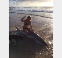 Chevaucher un requin